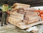 Phát hiện gần 5 khối gỗ lậu trên đất của trưởng phòng Nội vụ huyện ở Quảng Nam