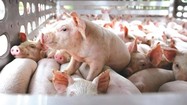 BaF Việt Nam lãi gấp 14 lần nhờ doanh thu bán lợn tăng mạnh