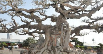 Cận cảnh cây sanh cổ 125 năm tuổi được định giá khoảng 10 tỷ