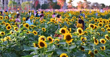 Nghìn người chụp ảnh cùng loài hoa biểu tượng của ấm áp, hy vọng ngày đầu năm 2023