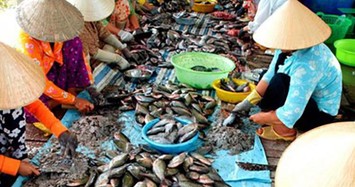 Loại cá trước rẻ như cho nay phơi khô thành đặc sản đắt khách, giá 320.000 đồng/kg