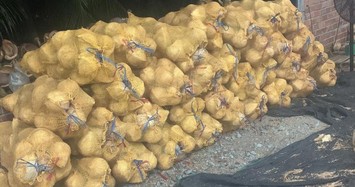Giá dừa khô giảm sâu, nhà vườn bán chục trái không mua được bát phở