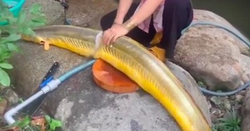 Loài cá ở Việt Nam dài cả mét khiến nhiều người tò mò, giá 400.000 đồng/kg