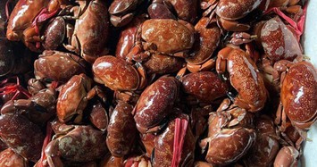 Loại hải sản đen sì nổi tiếng Quảng Ninh được ví như cua huỳnh đế, giá 300.000 đồng/kg