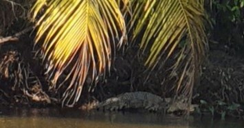 Đi thăm ao nuôi cá, tá hoả phát hiện cá sấu “khủng” nằm trên bờ