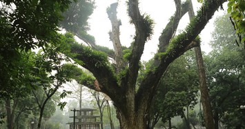 Nhiều cây cổ thụ chết khô trong công viên Bách Thảo khiến người Hà Nội tiếc nuối