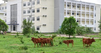 Hình ảnh khiến nhiều người xót xa, bệnh viện trăm tỷ thành nơi nuôi bò