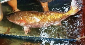 2 loại cá đặc sản ở Việt Nam, trong bụng chứa một thứ quý như vàng, đại gia "săn lùng"