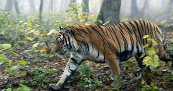 Vụ người dân bỏ chạy khi nhìn thấy 2 cá thể nghi là hổ: Kết quả xác minh