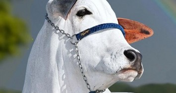 Con bò trắng khổng lồ đắt nhất thế giới, giá hơn trăm tỉ đồng