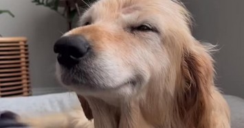 Chú chó không thể ngừng cười sau khi được giải cứu