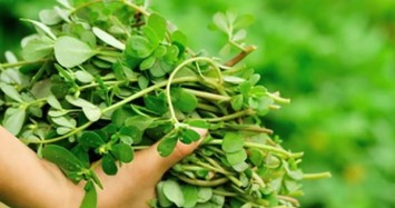 2 loại rau dại mọc tua tủa sau mưa ở Việt Nam, thế giới gọi là "thần dược"