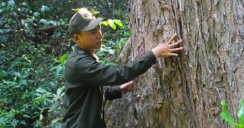 Việt Nam có loại gỗ nằm trong sách đỏ, trăm năm mới cao 1 tấc, quý hơn vàng