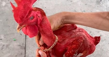 Con gà không có lông nổi tiếng khắp làng, thích ăn sầu riêng, khách trả 50 triệu chủ chưa bán
