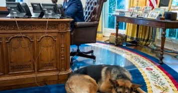 Cắn mật vụ, chó cưng của ông Biden lãnh "hậu quả"