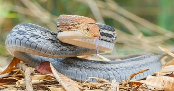 Rắn hổ ngựa: Loài rắn hung dữ, biết giả chết khi gặp nguy hiểm