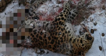 Lần đầu tiên hổ Siberia cắn chết báo Amur ở công viên quốc gia Trung Quốc