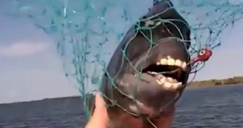 Loài cá kỳ lạ có hàm răng giống người, sẽ tấn công nếu bị khiêu khích