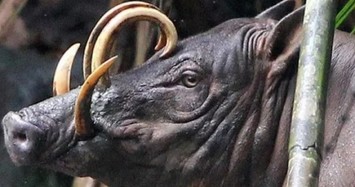 Babirusa: Loài lợn có hình thù quái dị, răng nanh cong cắm vào đầu