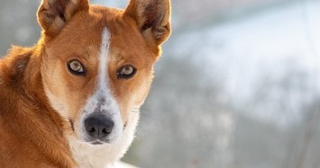 Lundehund: Loài chó săn kỳ lạ có tới 6 ngón chân