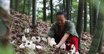 Loại nấm mọc dại ở Việt Nam, dân Trung Quốc trồng bán kiếm bộn tiền