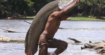 Loài cá "quái vật" lớn bậc nhất thế giới lưu vực sông Amazon