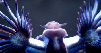 Glaucus xanh: Loài sinh vật kỳ lạ, ăn con mồi có độc để tự bảo vệ