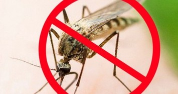 Quốc gia duy nhất trên thế giới không có muỗi, kinh tế thế nào?