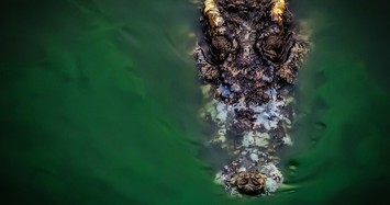 Phát hiện thi thể người trong bụng cá sấu khổng lồ