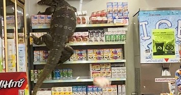 Video: Khách hàng “đứng tim” thấy kỳ đà khổng lồ quậy trong siêu thị