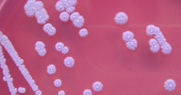 Bệnh Whitmore 'vi khuẩn ăn thịt người' nguy hiểm cỡ nào?