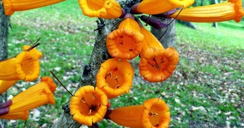 Kỳ lạ cây có hoa mọc từ thân, có thể nấu ăn ở Việt Nam