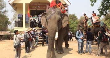 Độc đáo lễ cúng sức khỏe cho voi Tây Nguyên 