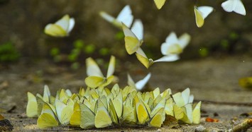Hình ảnh đàn bướm tuyệt đẹp ở rừng Cúc Phương