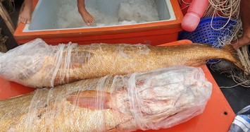 Ngư dân Cà Mau bắt được cặp cá sủ vàng quý hiếm nặng 70 kg 