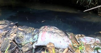 Đổ dầu gây ô nhiễm nước sông Đà: Bắt giữ 2 nghi can