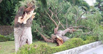 Hiện trường hàng loạt cây xanh bị quật đổ sau cơn bão số 2 