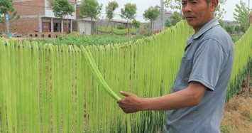 Quy trình sơ chế loại rau giá đắt như tôm hùm ở Việt Nam