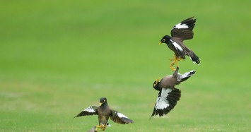 Chim sáo độc chiếm đấu nhau trên sân golf 