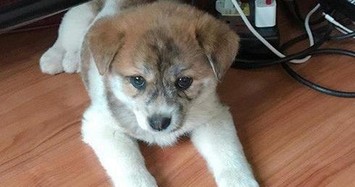 Thảm họa mua hàng trực tuyến: 'Treo'  Poodle lai Nhật, bán chó ta