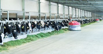 Khám phá trang trại sữa Vinamilk thông minh