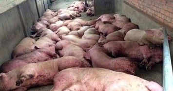 Lý do chủ tịch Thanh Hóa chỉ đạo không được cấm bán thịt lợn