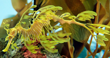 Hải long lá - 'rồng biển' đẹp mê hoặc như tranh