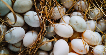 Vì sao giá trứng vịt giảm mạnh thời điểm này?