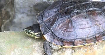 Cận cảnh loài rùa cực hiếm của Việt Nam