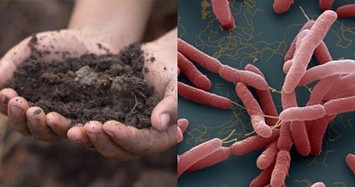 Xuất hiện ổ vi khuẩn 'ăn thịt người' Whitmore ở Sóc Sơn