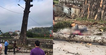 Hà Giang: Nam thanh niên đang đi bộ bị cây rơi trúng đầu tử vong