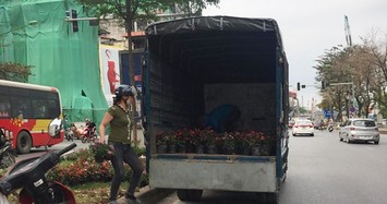 Dân đánh cả ô tô đi “hôi hoa” trên đường Kim Mã