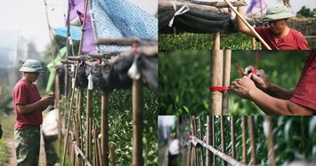 Hoa ly được mùa, người dân lắp điện, buộc rào canh trộm dịp Tết Nguyên đán 2020