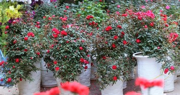 Hoa hồng đủ màu sặc sỡ giá 500 nghìn đồng/chậu hút khách chơi Tết